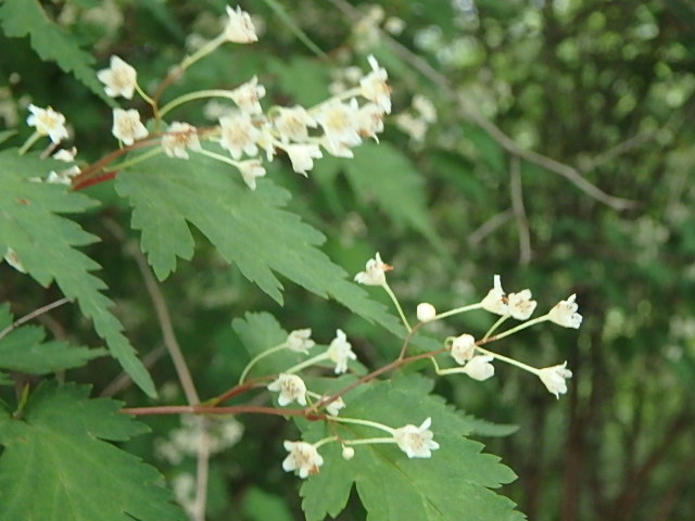 f0334143_754443.jpg