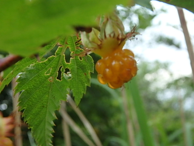 f0334143_755016.jpg