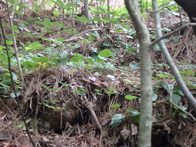 f0334143_795391.jpg