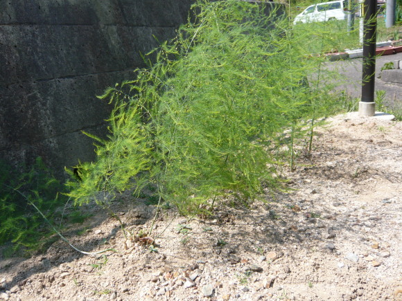 e0206847_10204437.jpg