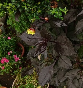 f0087347_014325.jpg