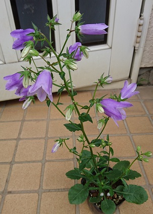 f0087347_0222137.jpg