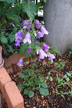 f0087347_0231918.jpg