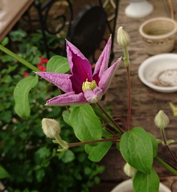 f0087347_073787.jpg