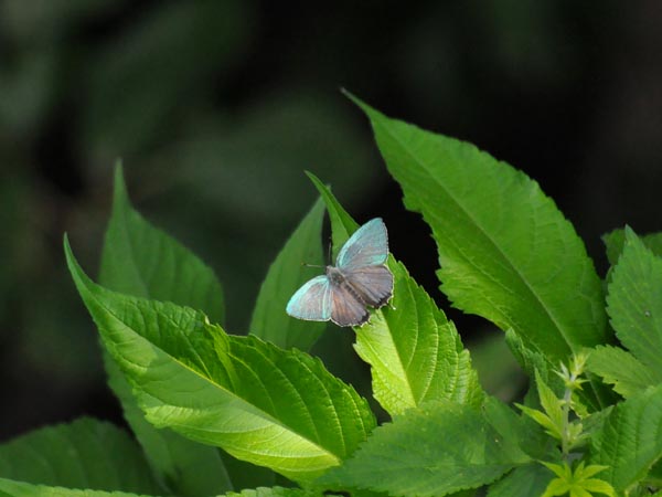 c0045352_15421340.jpg