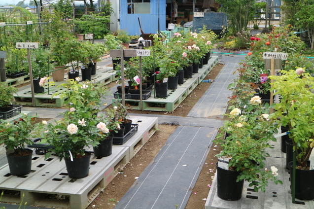 f0345263_21593272.jpg