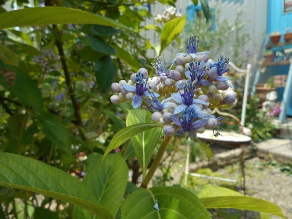 f0366679_1539242.jpg