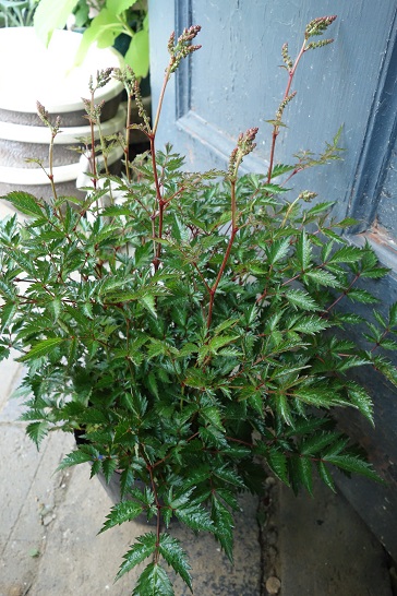 c0167112_2072841.jpg