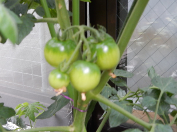 e0355177_21095311.jpg