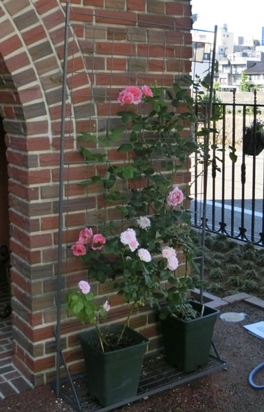 e0131399_23452826.jpg