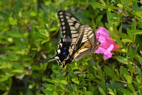 a0240403_1253851.jpg