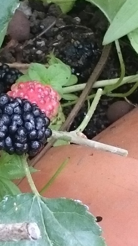 e0351303_18034037.jpg