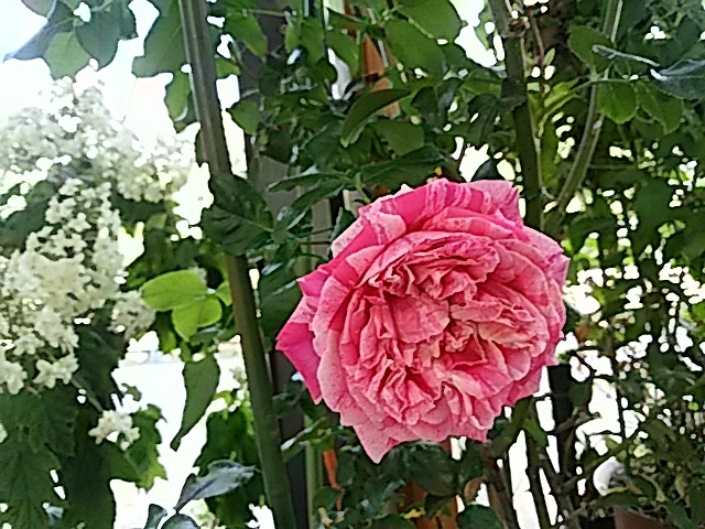 f0231709_10143967.jpg