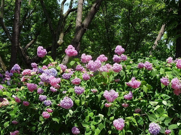 b0299042_10592604.jpg
