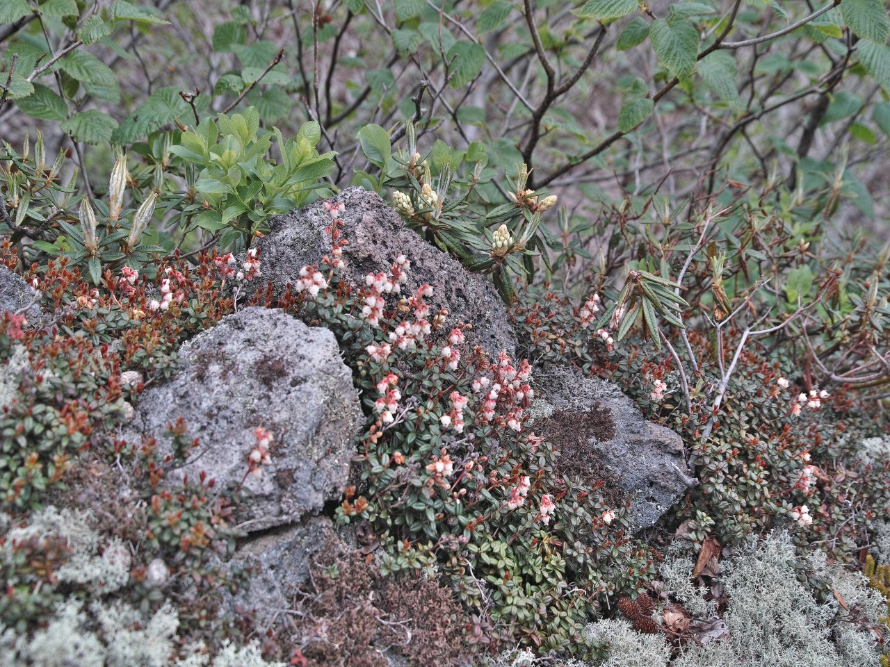 c0008948_6453296.jpg