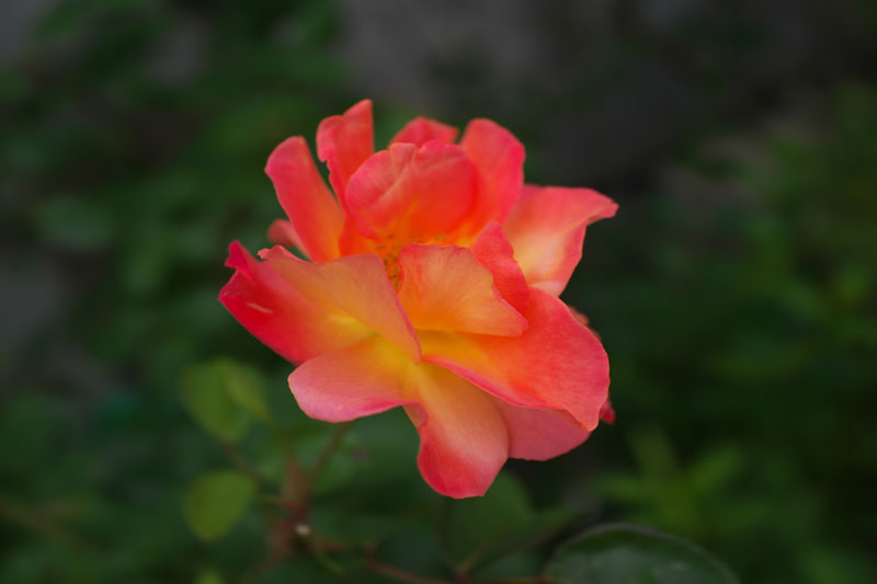 d0342652_1455487.jpg