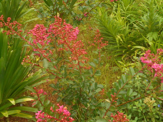 a0096754_16572486.jpg