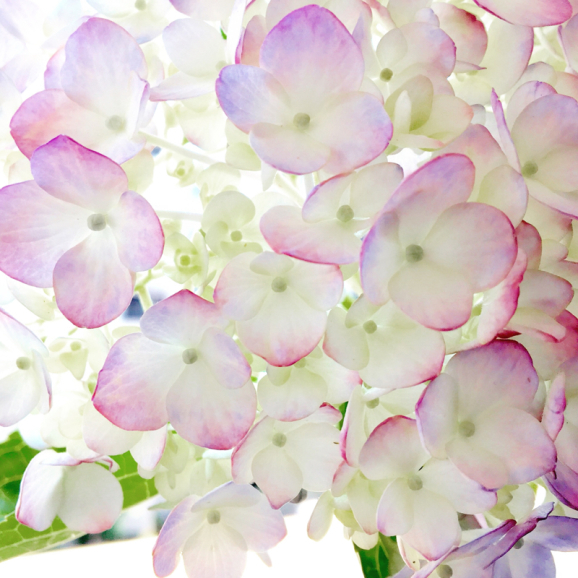 【番外編】寂しく咲く紫陽花たち、、、 - Air Born Japan　日本の空を、楽しもう！