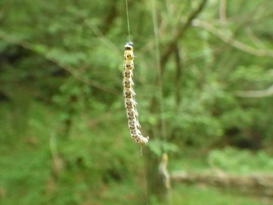 f0187402_20535065.jpg