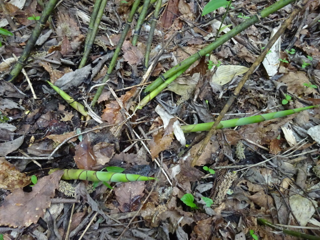 c0369304_22325199.jpg