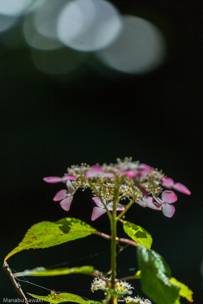 b0010915_20441494.jpg