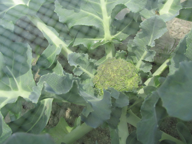 f0341616_15115025.jpg