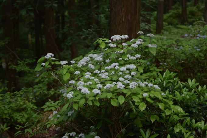 a0228333_21455815.jpg