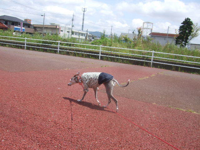 f0363538_20403053.jpg