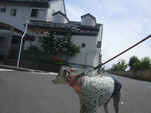 f0363538_20404754.jpg