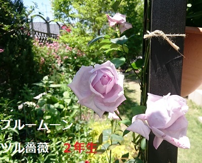 d0306248_12442883.jpg