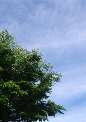e0001558_16320558.gif