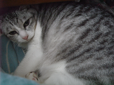 e0001558_16322048.gif