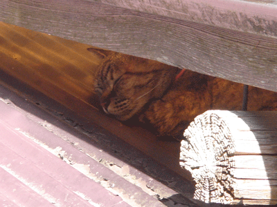 e0001558_16323121.gif