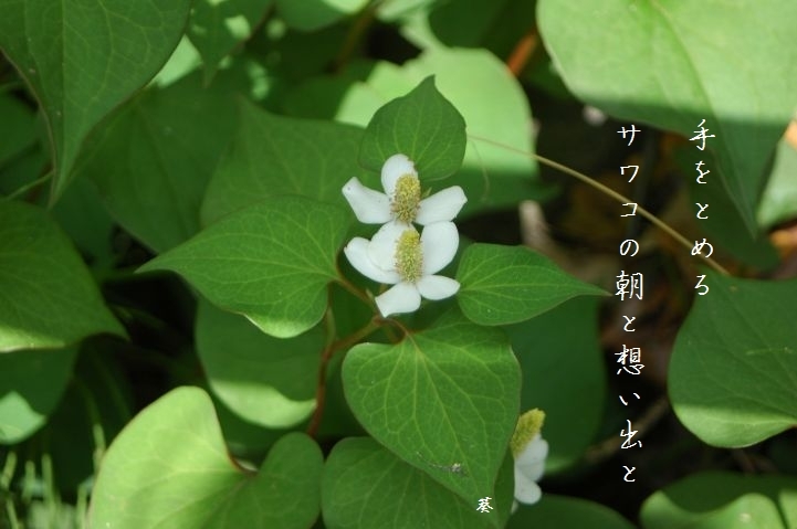 f0379160_11392413.jpg
