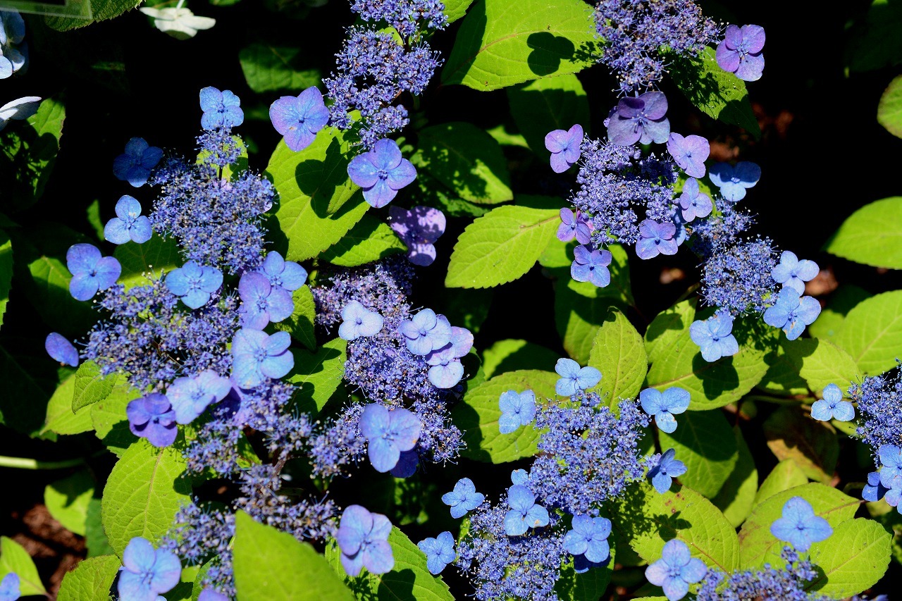 e0347372_17381630.jpg