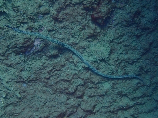 c0039073_19222796.jpg