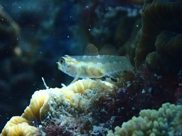 c0039073_19231804.jpg