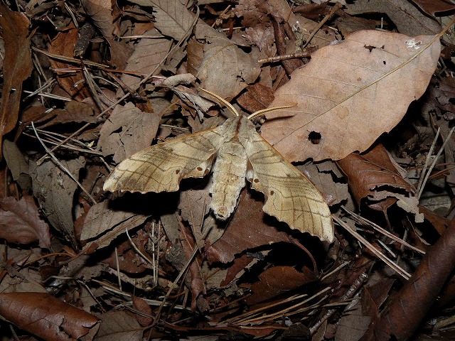 d0019074_8272799.jpg