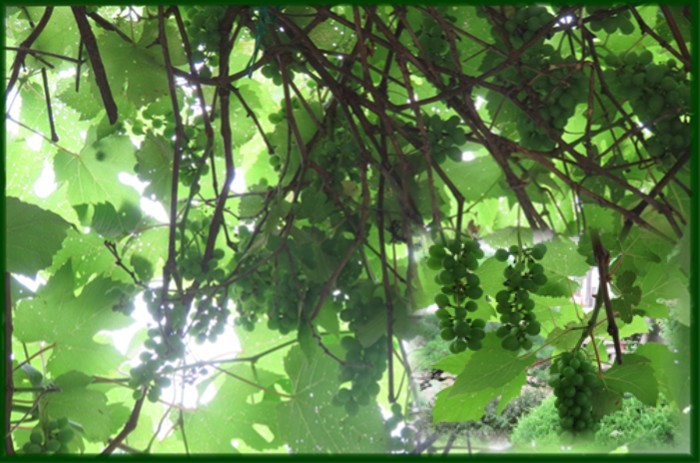 f0003174_11492580.jpg