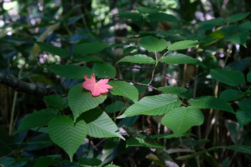 d0051707_16595540.jpg