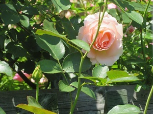 f0325309_14480885.jpg