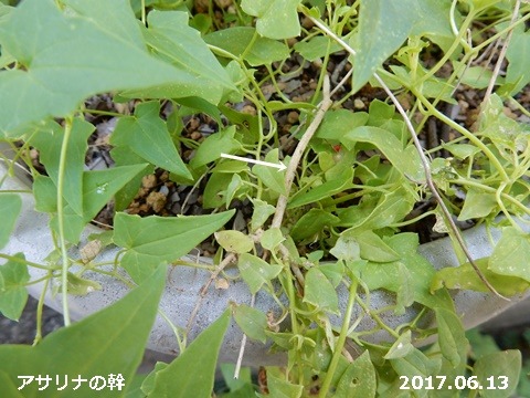 e0033229_18192139.jpg