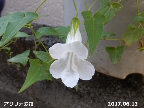 e0033229_18204245.jpg