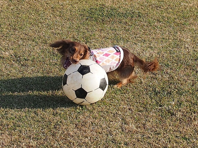 c0117831_12542734.jpg