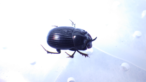 c0337631_09143785.jpg