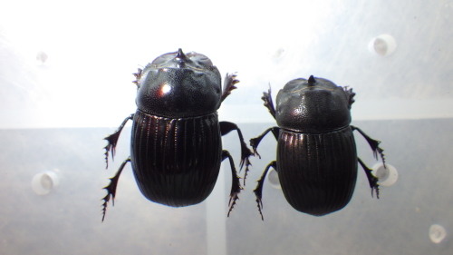 c0337631_09144565.jpg
