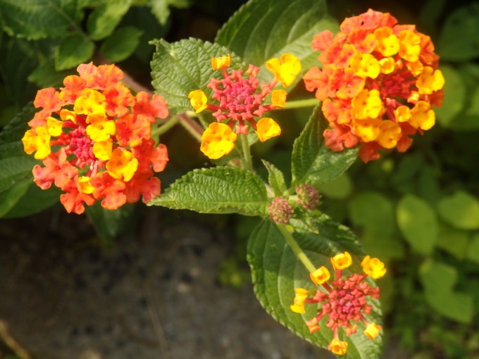 a0054240_20324416.jpg