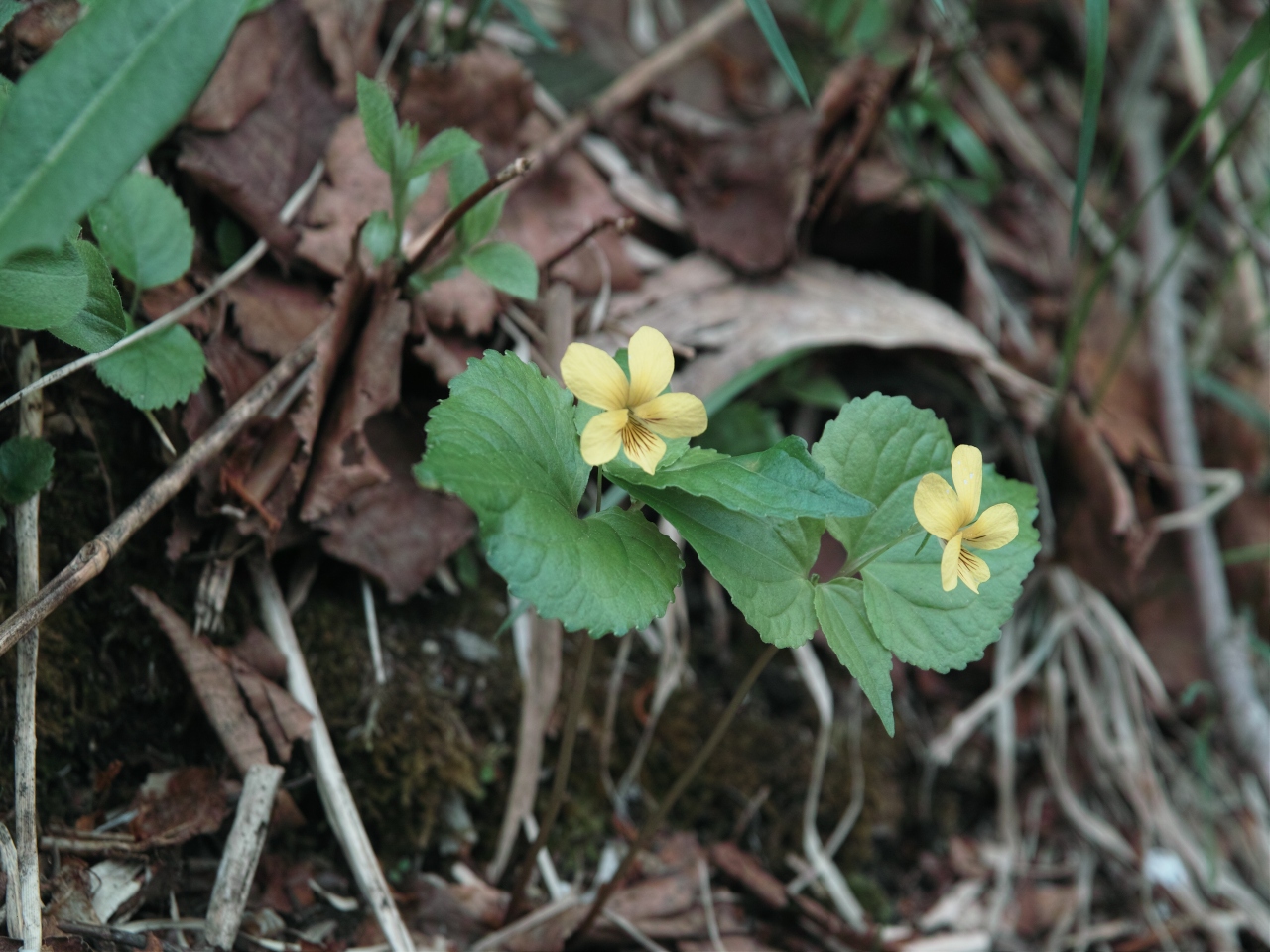 c0008948_1227856.jpg
