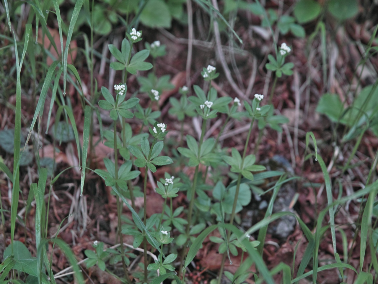 c0008948_1362462.jpg