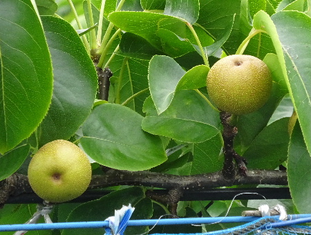 e0172950_20172461.jpg